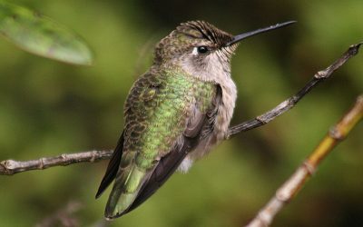Notes on an Ecological Catastrophe
