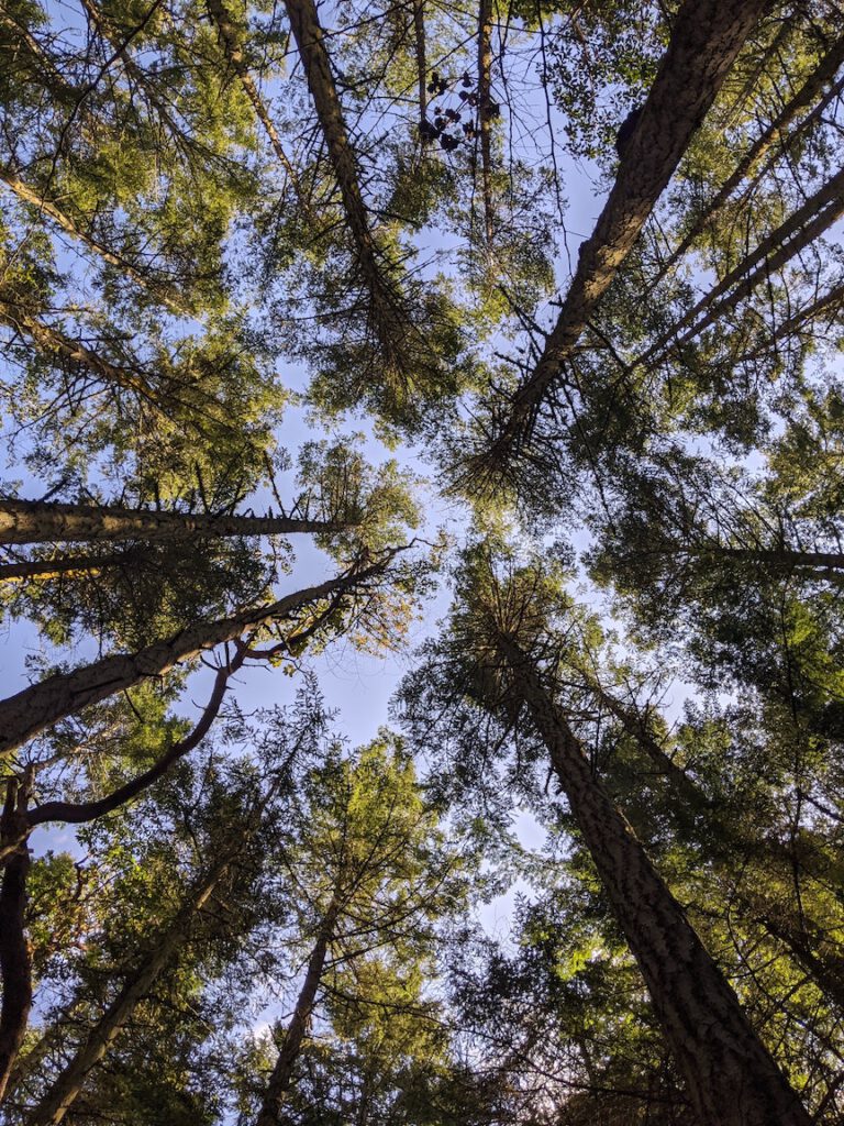 tree canopy from below