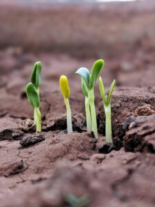 bean sprouts emerge from soil