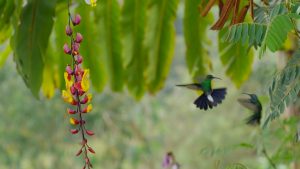 hummingbirds