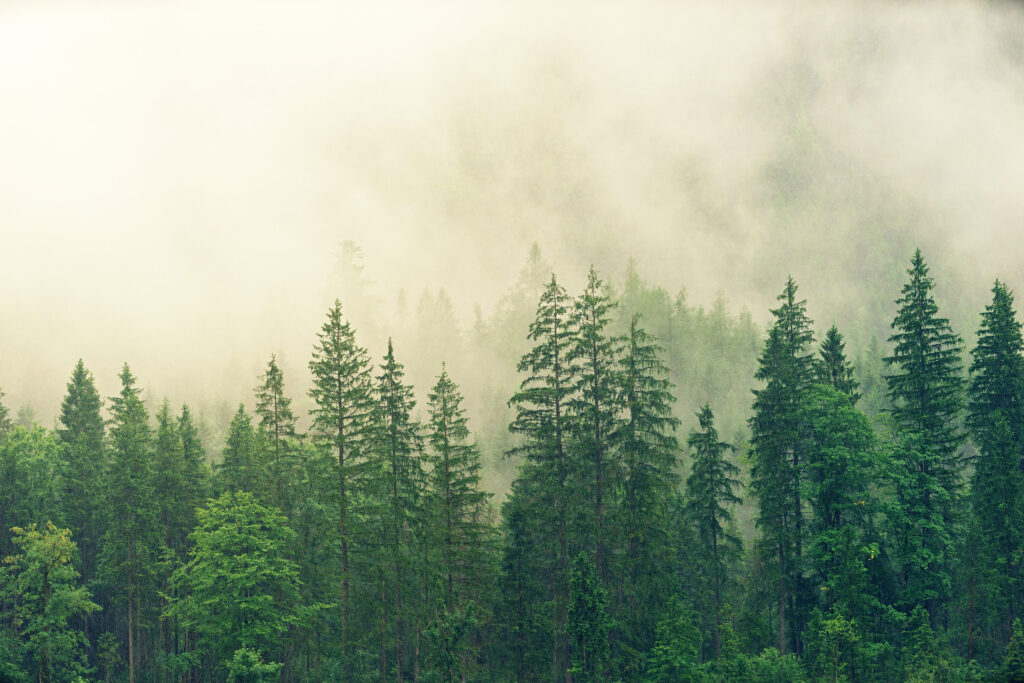 mist over a forest