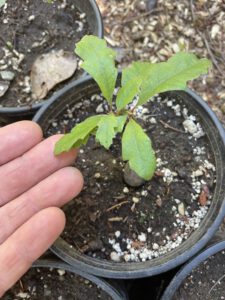 fingers touching a potted oak
