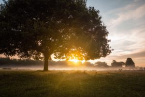 Sun rises behind a tree in a field