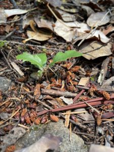 A tiny oak seedling rises from the ground