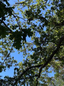 Looking up at a canopy of oaks