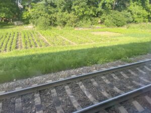 A garden next to the train tracks.